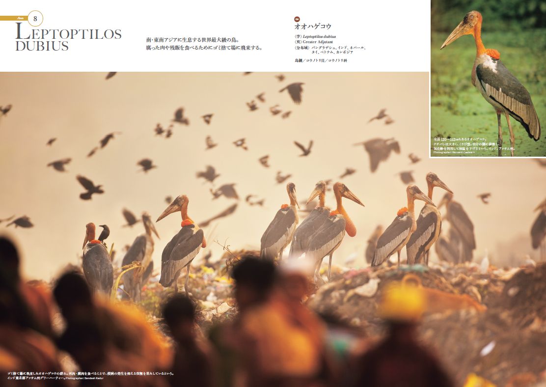 世界の動物遺産 世界編・日本編 ［2BOOKS］