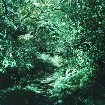 いろのみ、8枚目のアルバム『琹の葉 / kotonoha』